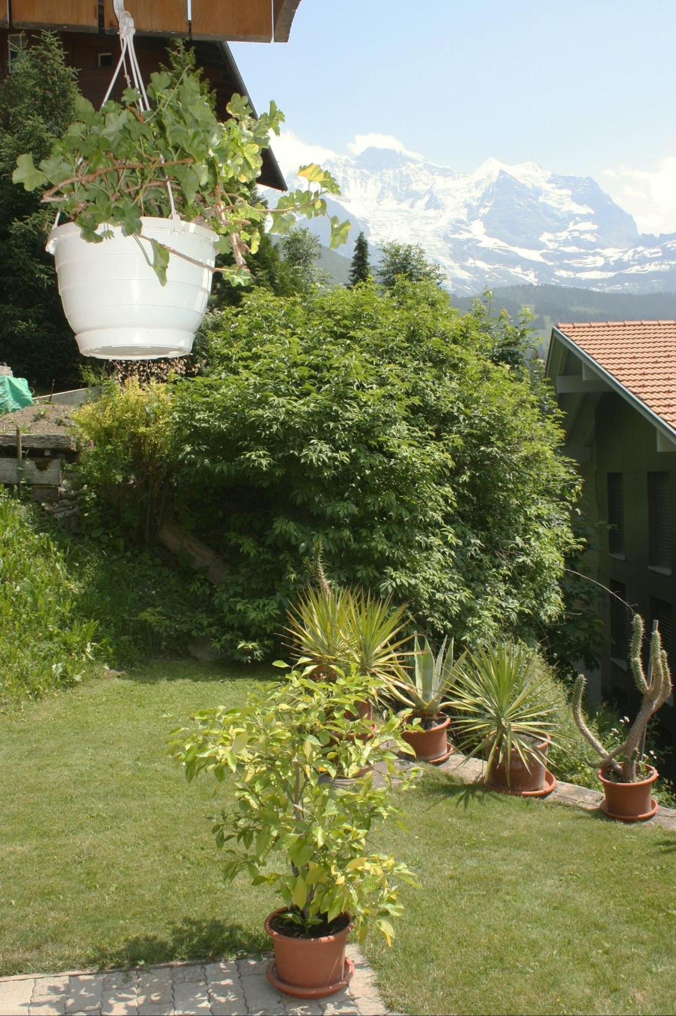 Chalet Protea Wengen Dış mekan fotoğraf